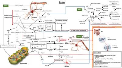 Overview of Brain-to-Gut Axis Exposed to Chronic CNS Bacterial Infection(s) and a Predictive Urinary Metabolic Profile of a Brain Infected by Mycobacterium tuberculosis